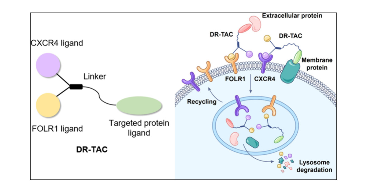 Glaconde34's tweet card. A growing array of lysosome-targeting chimeras (LYTACs) have recently emerged as therapeutic candidates to treat malignancies and other diseases via targeted protein degradation. We established a...