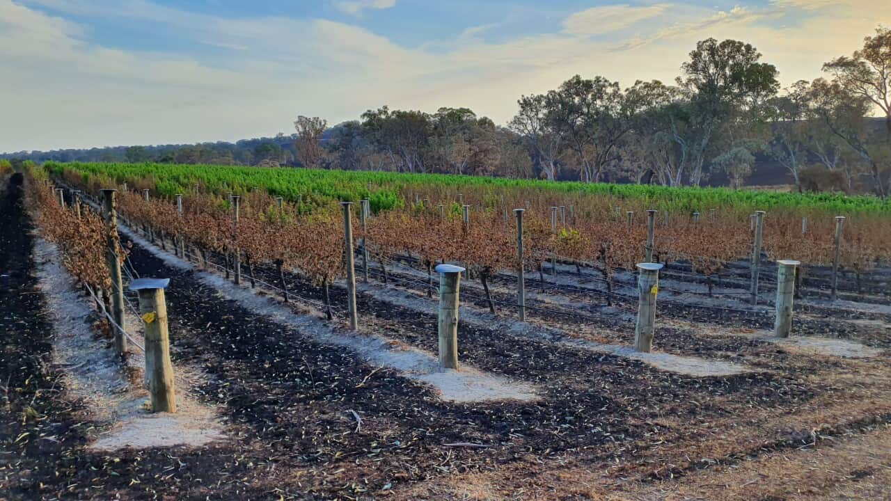 CSIRO's tweet card. The bushfires will change the way you think about food.