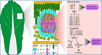 RNASeqBlog's tweet card. Single-cell insights into leaf development in Brassica rapa