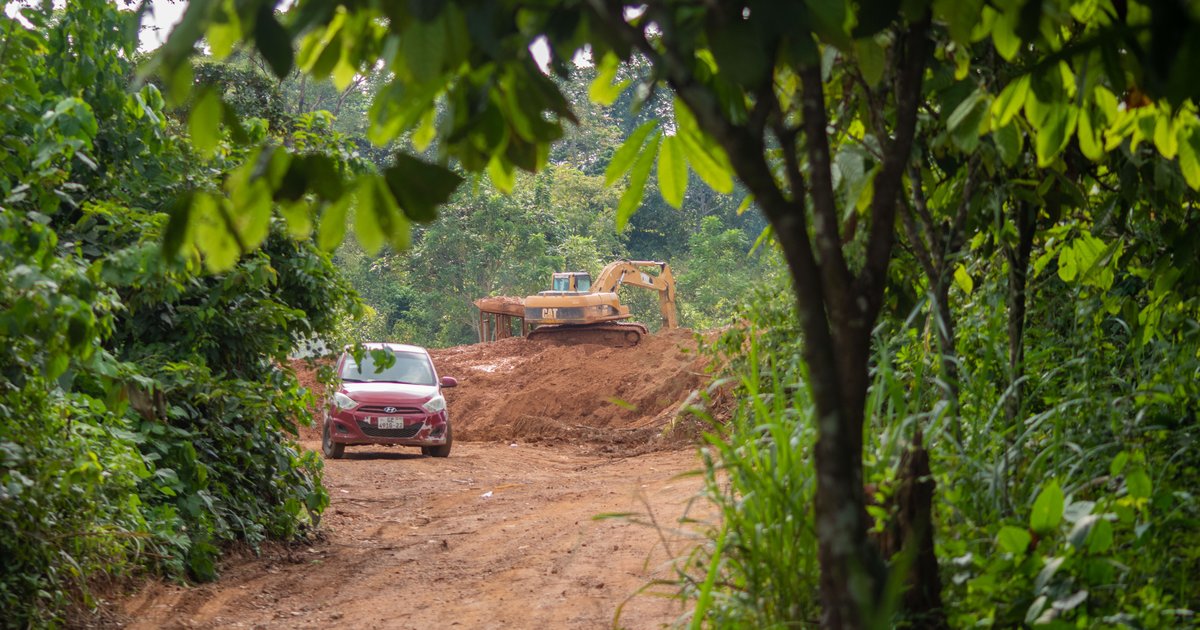 openDemocracy's tweet card. Vital medicinal plants, which some 70% of Ghanaians rely on due to high costs of private healthcare, are being lost to illegal gold mines.