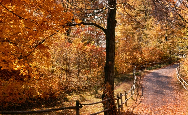 artofmanliness's tweet card. F. Scott Fitzgerald famously said, “Life starts all over again when it gets crisp in the fall.” We believe it. Fall is our favorite time of the year. It’s a season where things are dying and transi...