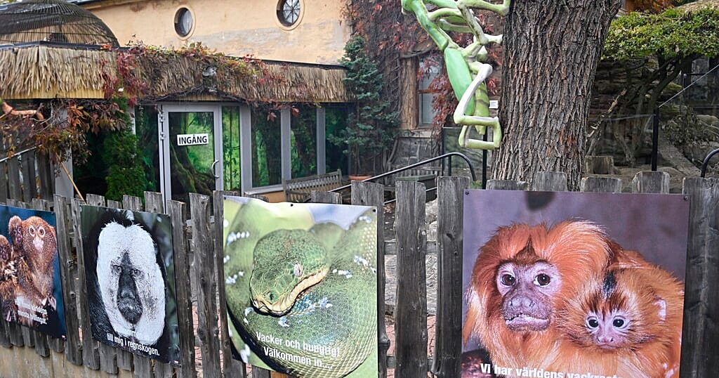 TedJohnsonIII's tweet card. With an estimated 2,500 fossas left in the wild, they are classified as vulnerable. Conservationists hope that successful births like this one ...