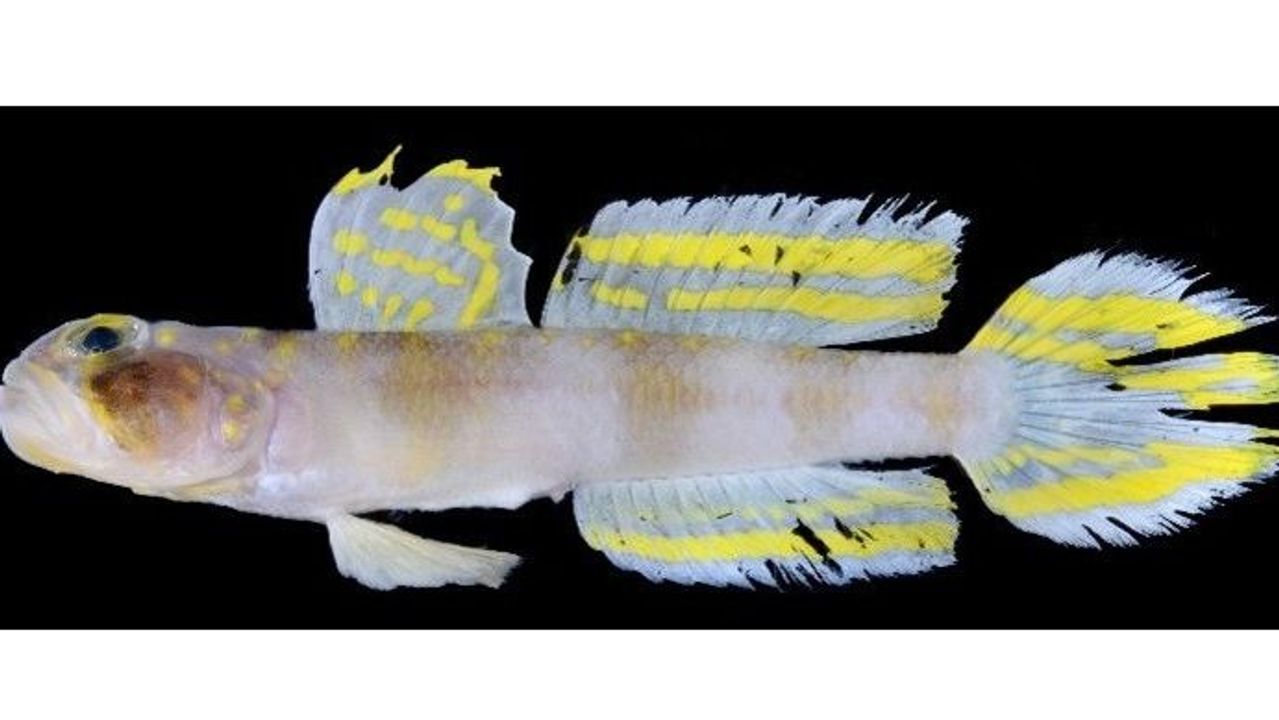 YahooNewsTopics's tweet card. 琉球大学は11月27日、新種のハゼ科魚類を発見したと発表した。特徴的な模様を持つヒレが、鳥山明さんの漫画「ドラゴンボール」に登場する変身形態「スーパーサイヤ人」を想起させることから、研究チームは学名