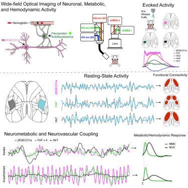 adamqbauer's tweet card. Wang et al. use wide-field optical imaging to determine how neurovascular coupling (NVC) and neurometabolic coupling (NMC) relative to pyramidal neuron activity vary over the cortex and whether...