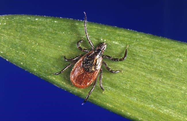 sudburydotcom's tweet card. Over the last 20 years there has been a rise in the incidence of Lyme disease as ticks are able to survive the winters, says Dr. Kieran Moore