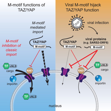 iScience_CP's tweet card. Molecular Structure; Molecular interaction; Cell biology