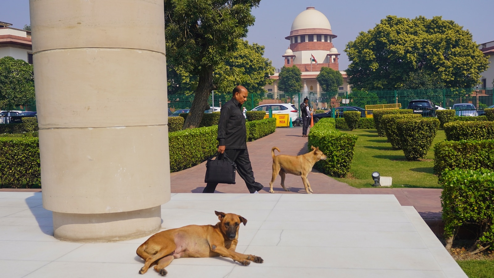 malvikavazalwar's tweet card. The Supreme Court of India issued an order directing all states and union territories to remove stray dogs from public spaces.
