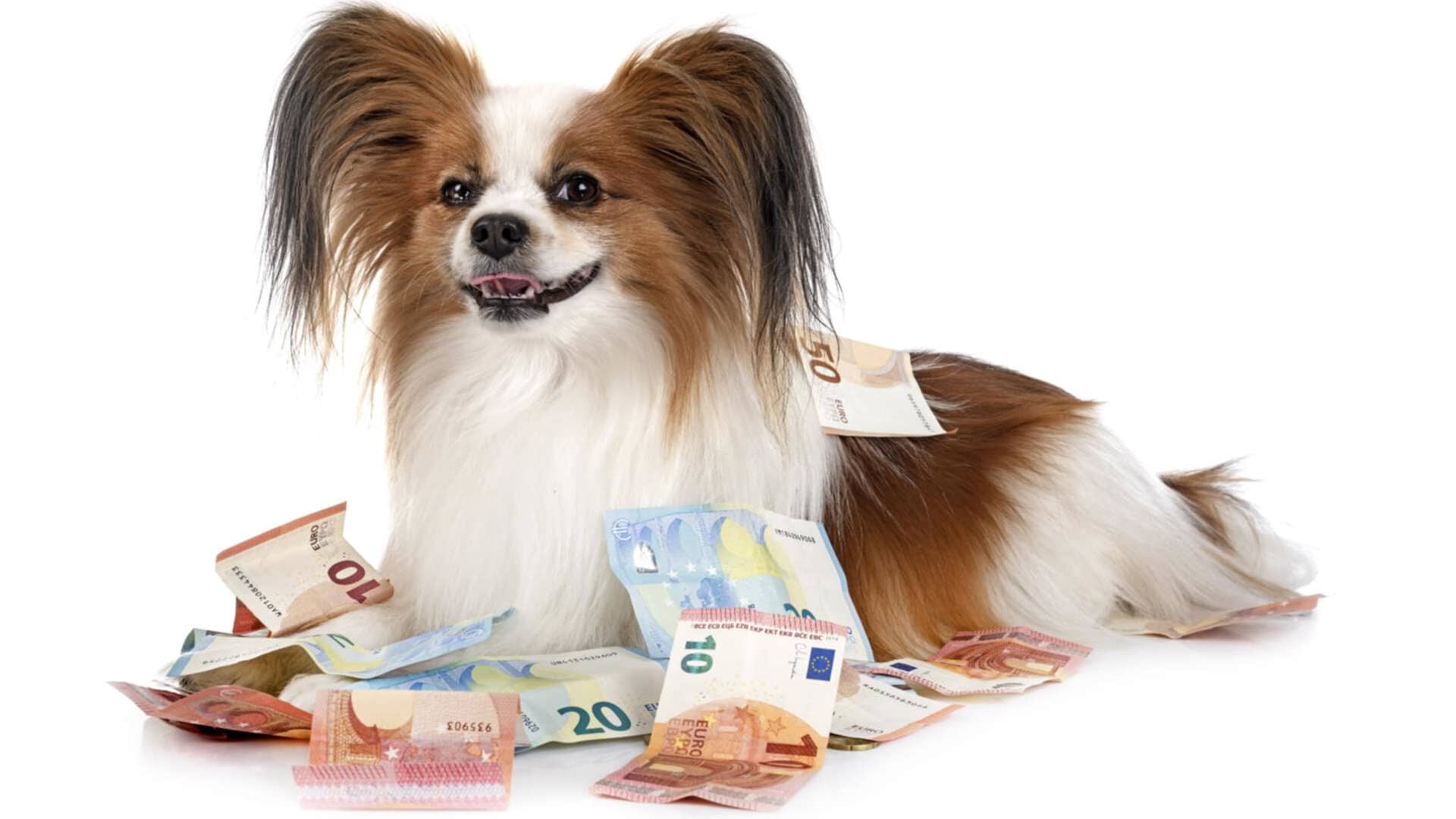 dutchdzone's tweet card. In opdracht van de gemeenten Nissewaard vindt vanaf 2 september tot begin november de hondencontrole plaats. Houders van een of meerdere honden zijn verplicht aangifte te doen en hondenbelasting te...