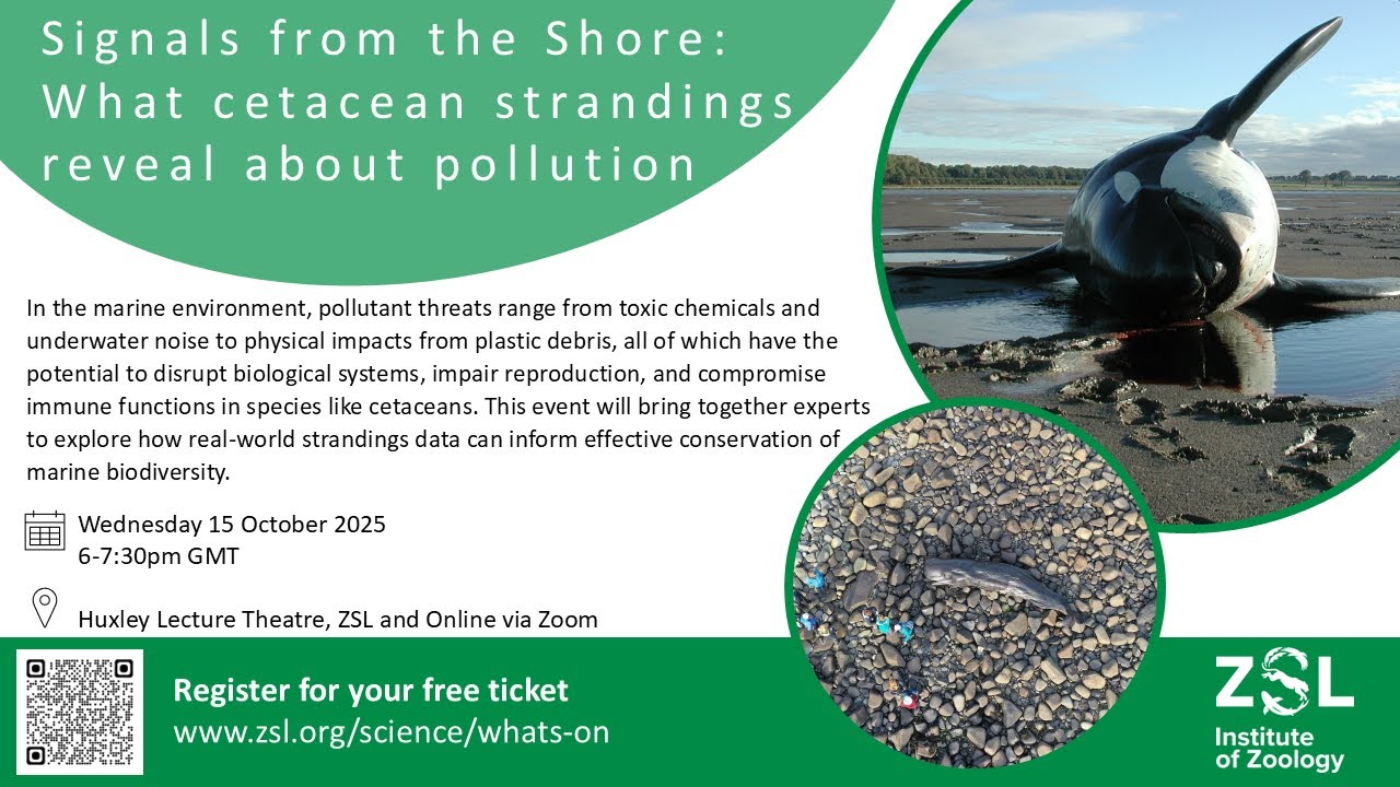 strandings_man's tweet card. Signals from the Shore: What cetacean strandings reveal about...