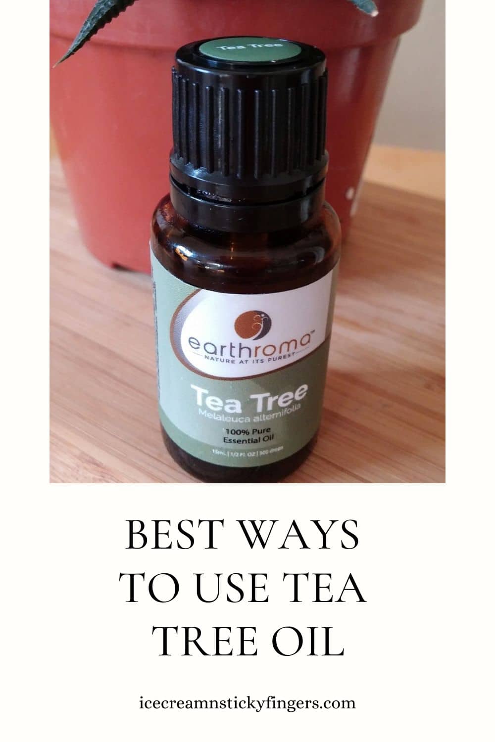 icsfblog's tweet card. What are the best ways to use tea tree oil? Tea tree oil, derived from the leaves of the Australian tea tree