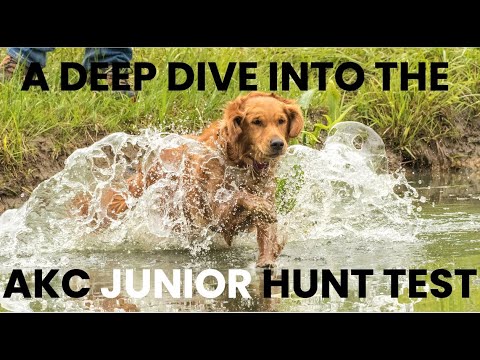 CleanRunFilms's tweet card. A DEEP DIVE INTO THE AKC JUNIOR HUNT TEST