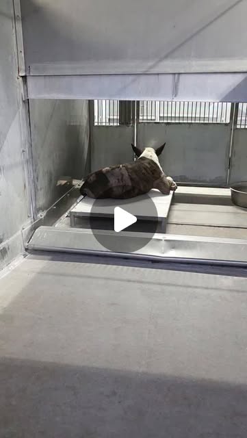 BreatheCouture's tweet card. iloverescue (@iloverescue) • Instagram reel