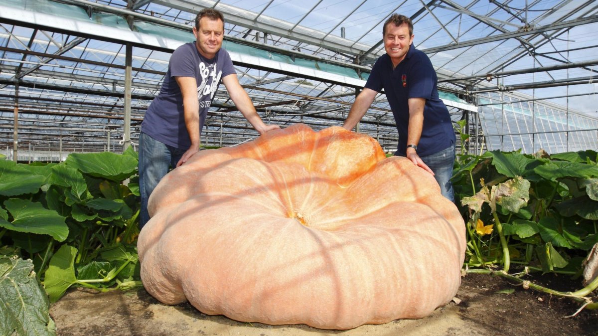 mtmjosh's tweet card. There's a surprisingly competitive global race on to grow a 3,000-pound pumpkin.