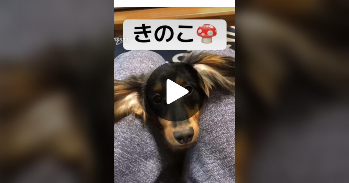 vimoko982's tweet card. 「いいね」が134件、コメントが4件。「#かわいい犬 #ダックス」