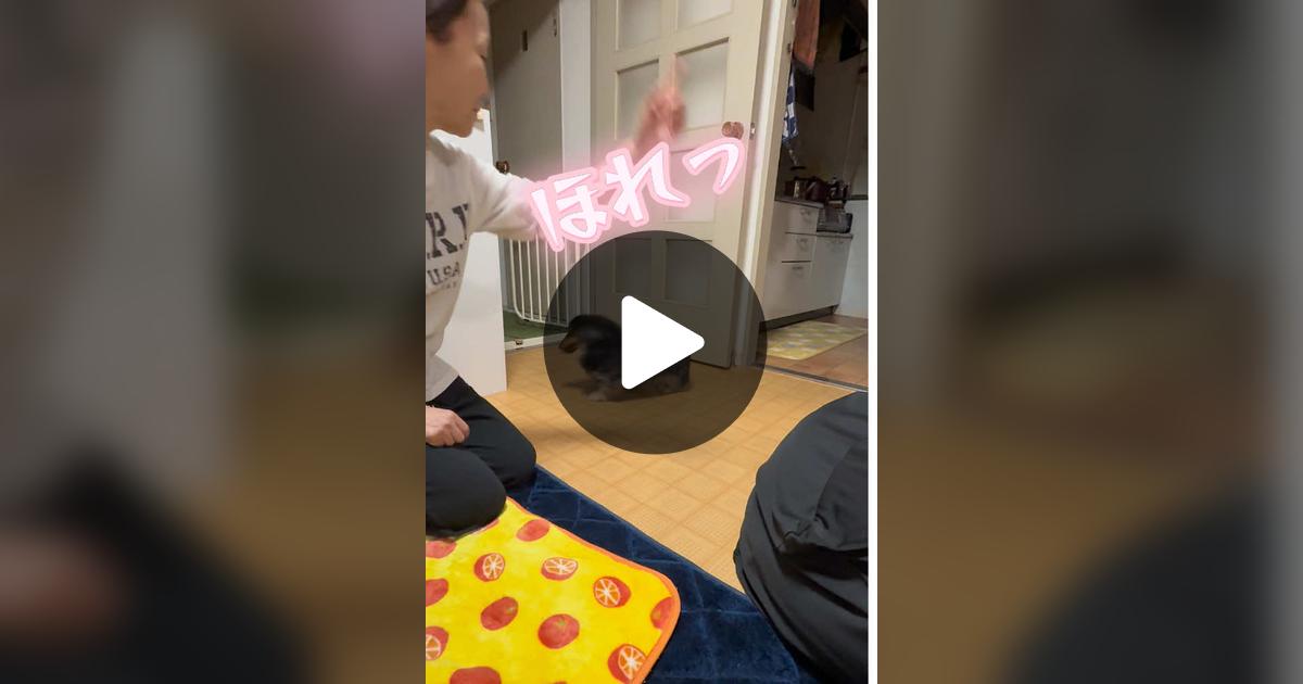 vimoko982's tweet card. 「いいね」が117件、コメントが4件。「#かわいい犬 #ダックス」