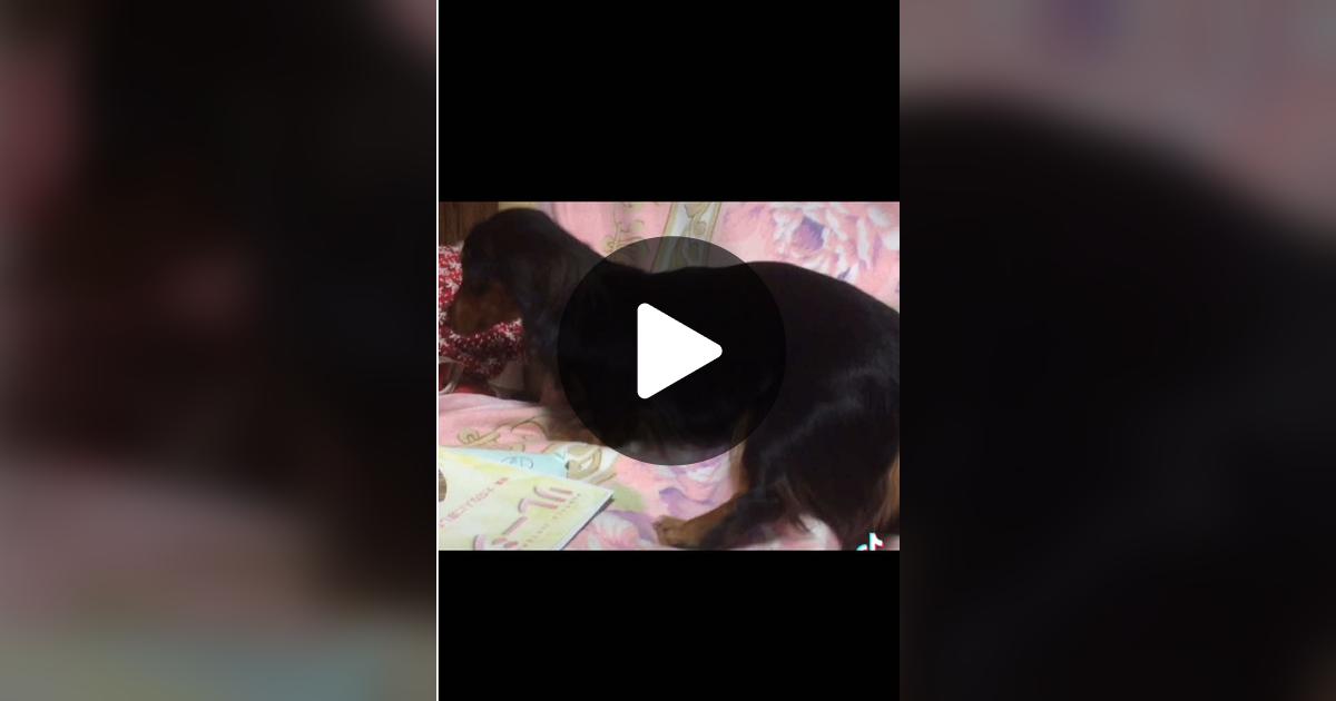 vimoko982's tweet card. 「いいね」が82件、コメントが2件。「#かわいい犬 #ダックス」