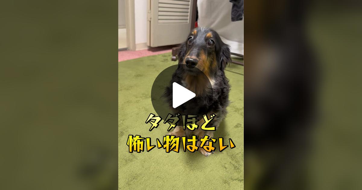 vimoko982's tweet card. 「いいね」が228件、コメントが6件。「#かわいい犬 #ダックス」