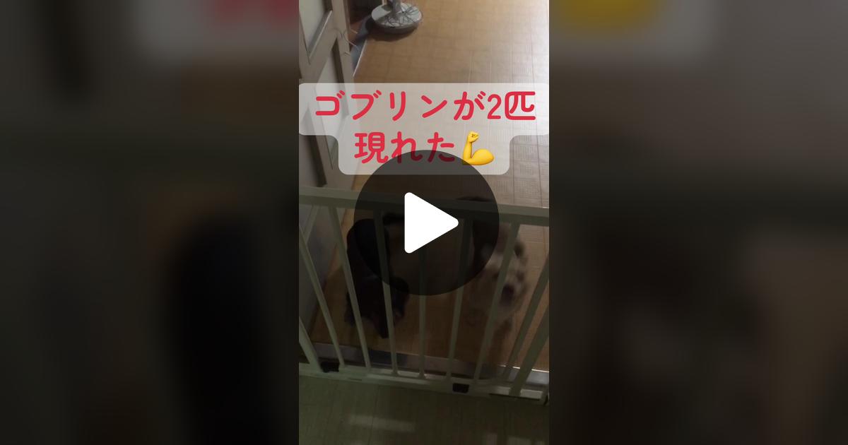 vimoko982's tweet card. 「いいね」が137件、コメントが2件。「#かわいい犬 #ダックス」