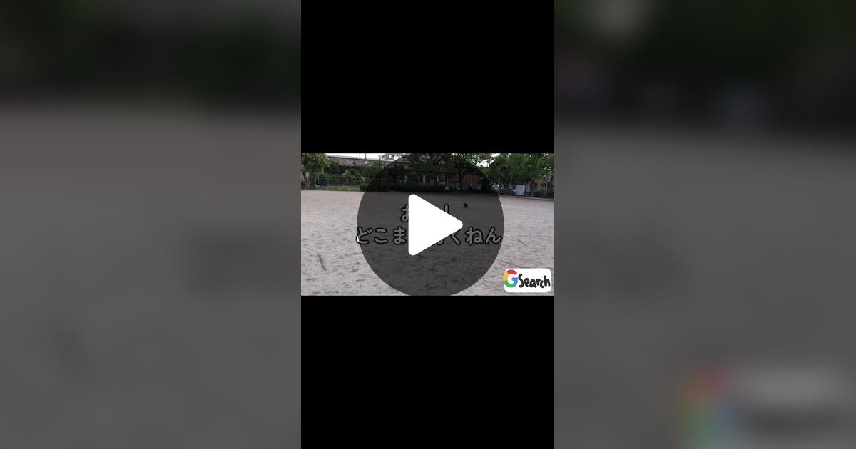 vimoko982's tweet card. 「いいね」が60件、コメントが3件。「#かわいい犬 #ダックス」