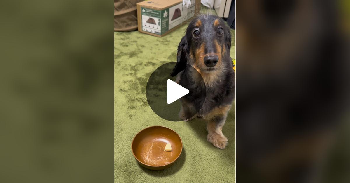 vimoko982's tweet card. 「いいね」が784件、コメントが9件。「#チュール #かわいい犬 #ダックス」