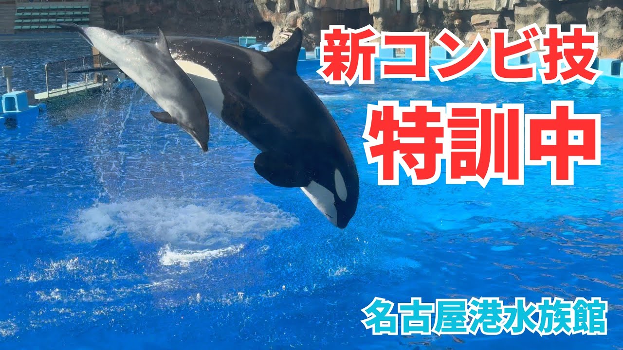 sasa_pandasuki's tweet card. 【息ぴったり】シャチとイルカの同時ジャンプ練習【名古屋港水族館】