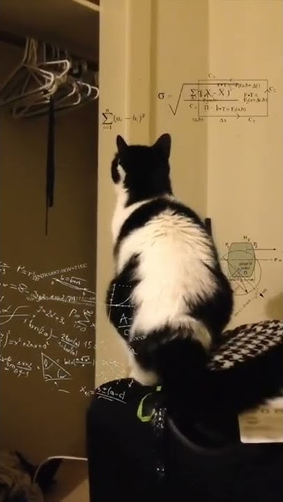 shirley2243313's tweet card. voice acting of cats by KLR dubs