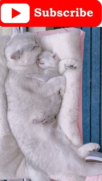 shirley2243313's tweet card. Cute Funny Cat #2022 -46