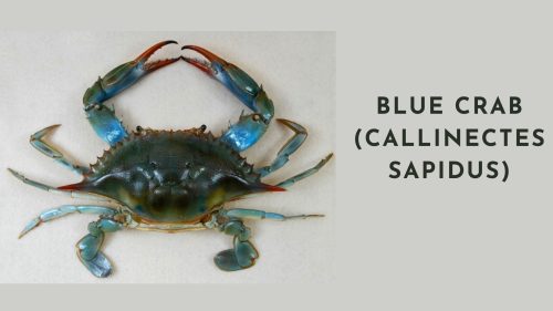 EconomicalChef's tweet card. Discover the delectable world of American crab species and their culinary potential. From Blue Crabs to King Crabs, explore unique flavors and popularity...