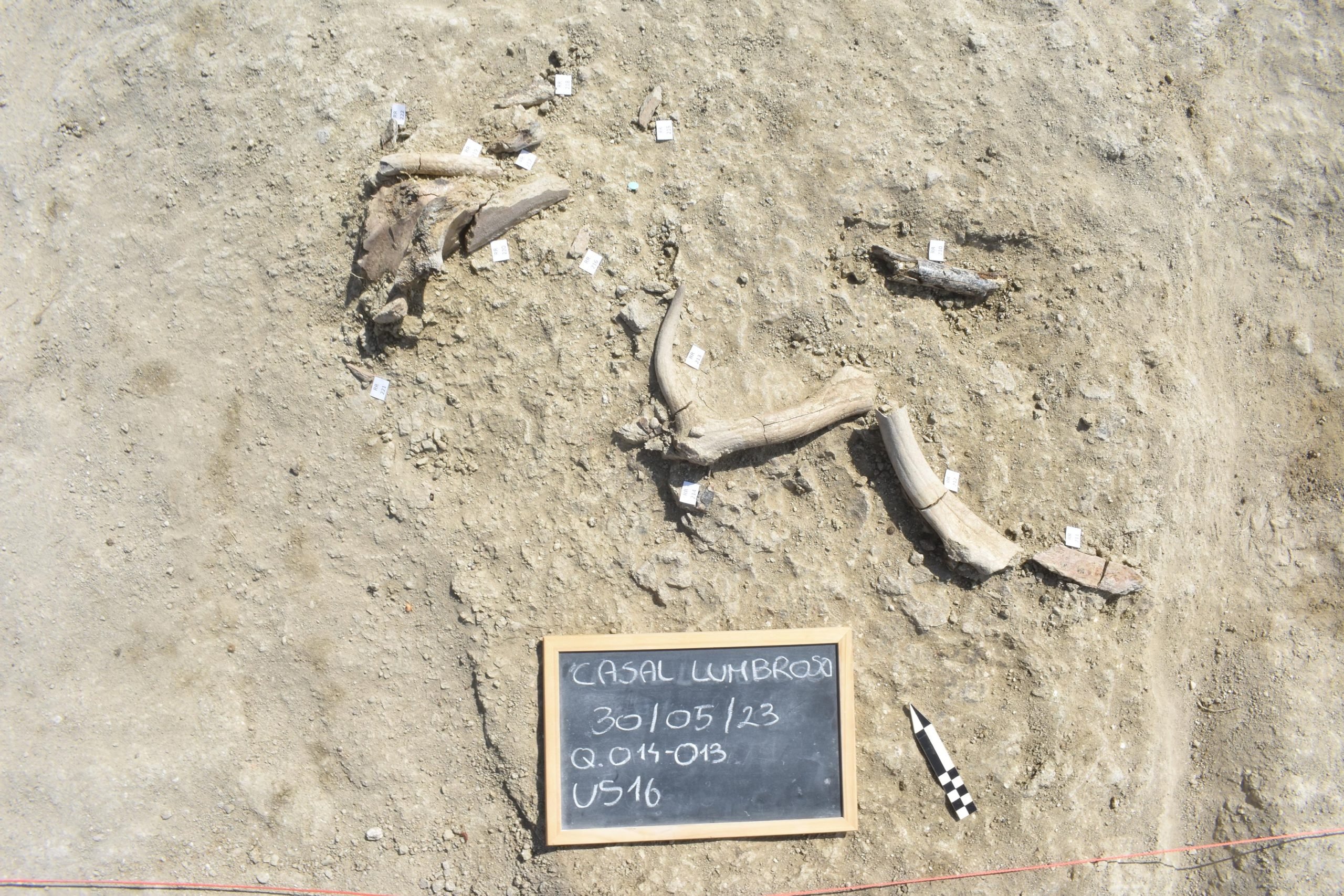 Romanbioarch's tweet card. Archaeologists uncover how early humans in Italy butchered elephants and forged survival from their bones 400,000 years ago.