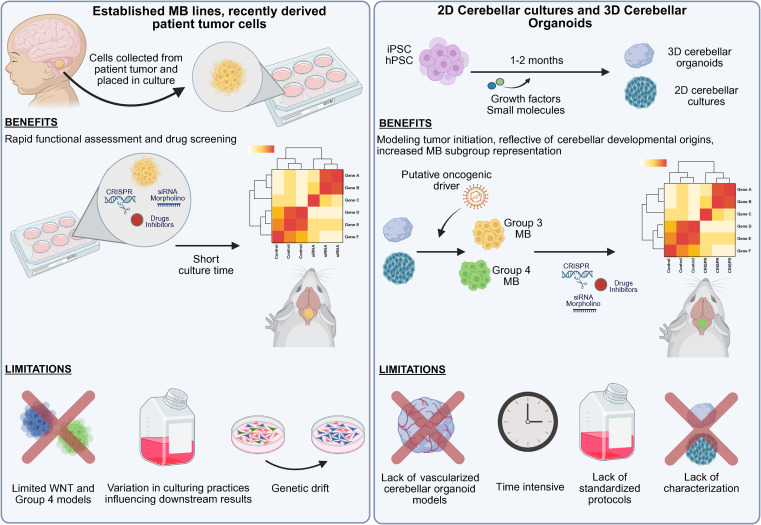 Dev_Cell's tweet card. In this perspective, Zagozewski et al. summarize current knowledge about the primitive neurodevelopmental programs that drive medulloblastoma progression. The authors also highlight the unmet needs...