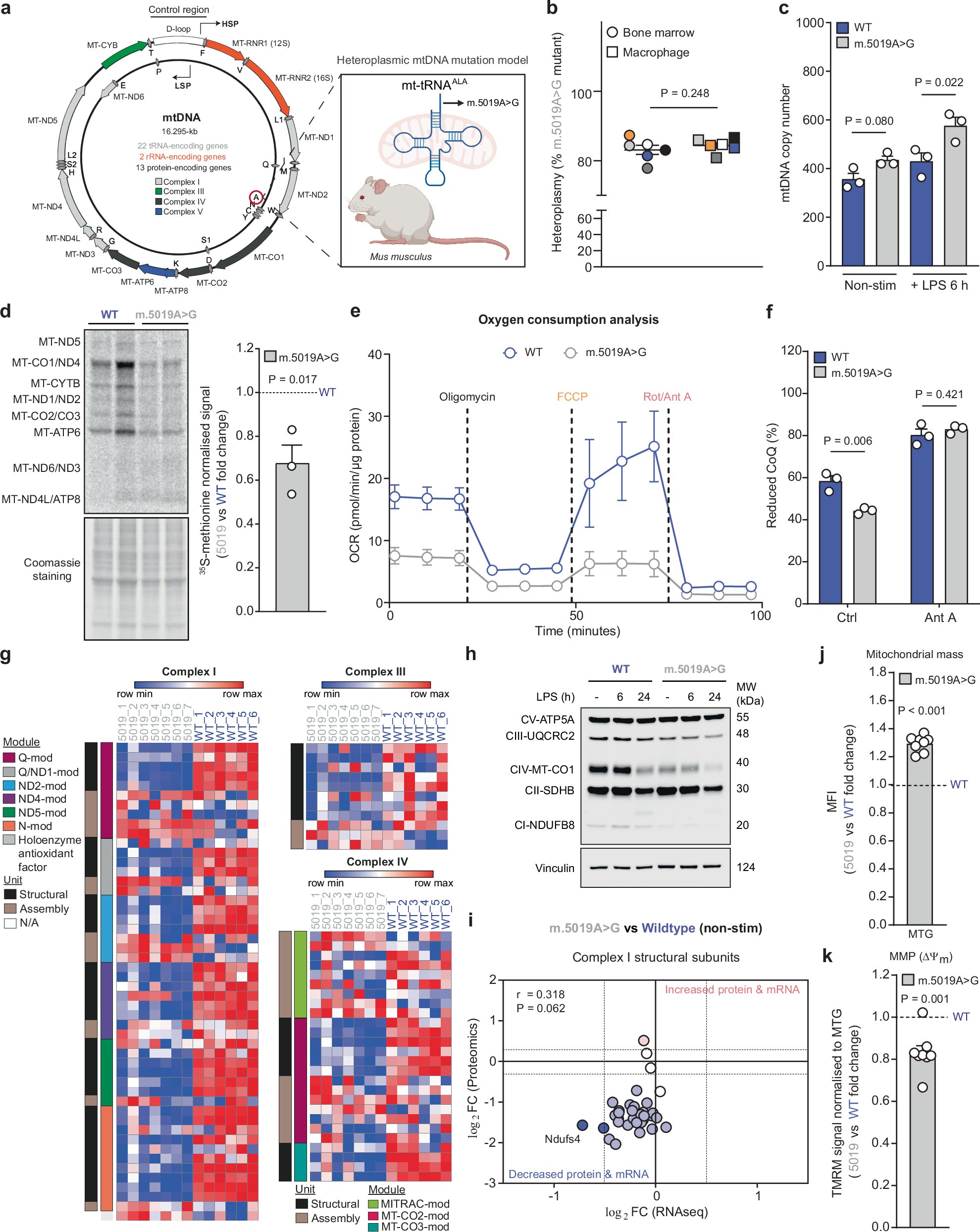 RyanLab_TCD's tweet card. Nature Communications - Inherited mitochondrial DNA mutations can result in diverse clinical phenotypes. Here, the authors characterise a heteroplasmic tRNAAla mutation (m.5019A>G) in mice...