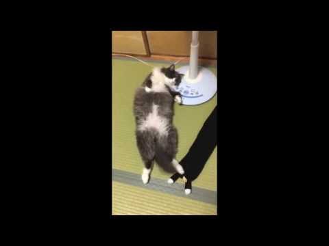 TUTLab1's tweet card. ジェントル猫ナムお友達と昼寝