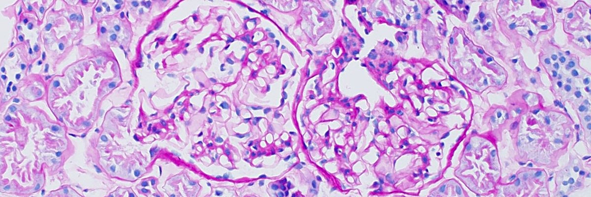 UTHoustonPath's tweet card. The UTHealth Renal Pathology Fellowship offers training with broad exposure to native and transplant kidneys from adult and pediatric patients.