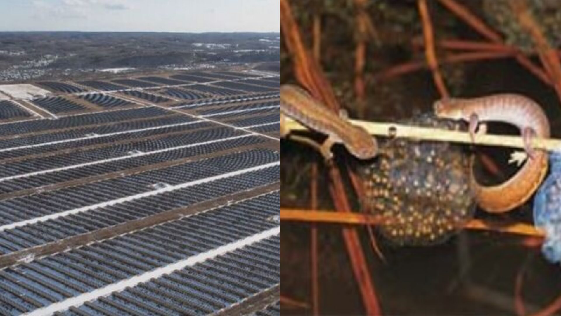 JmaxTopics's tweet card. 気候変動対策の切り札として、大規模太陽光発電所（メガソーラー）の建設は「クリーンなエネルギー」の象徴と見なされています。環境に優しい未来への一歩として、多くの人がその普及を歓迎していることでしょう。しかし、その「グリーン」なイメージとは裏腹...