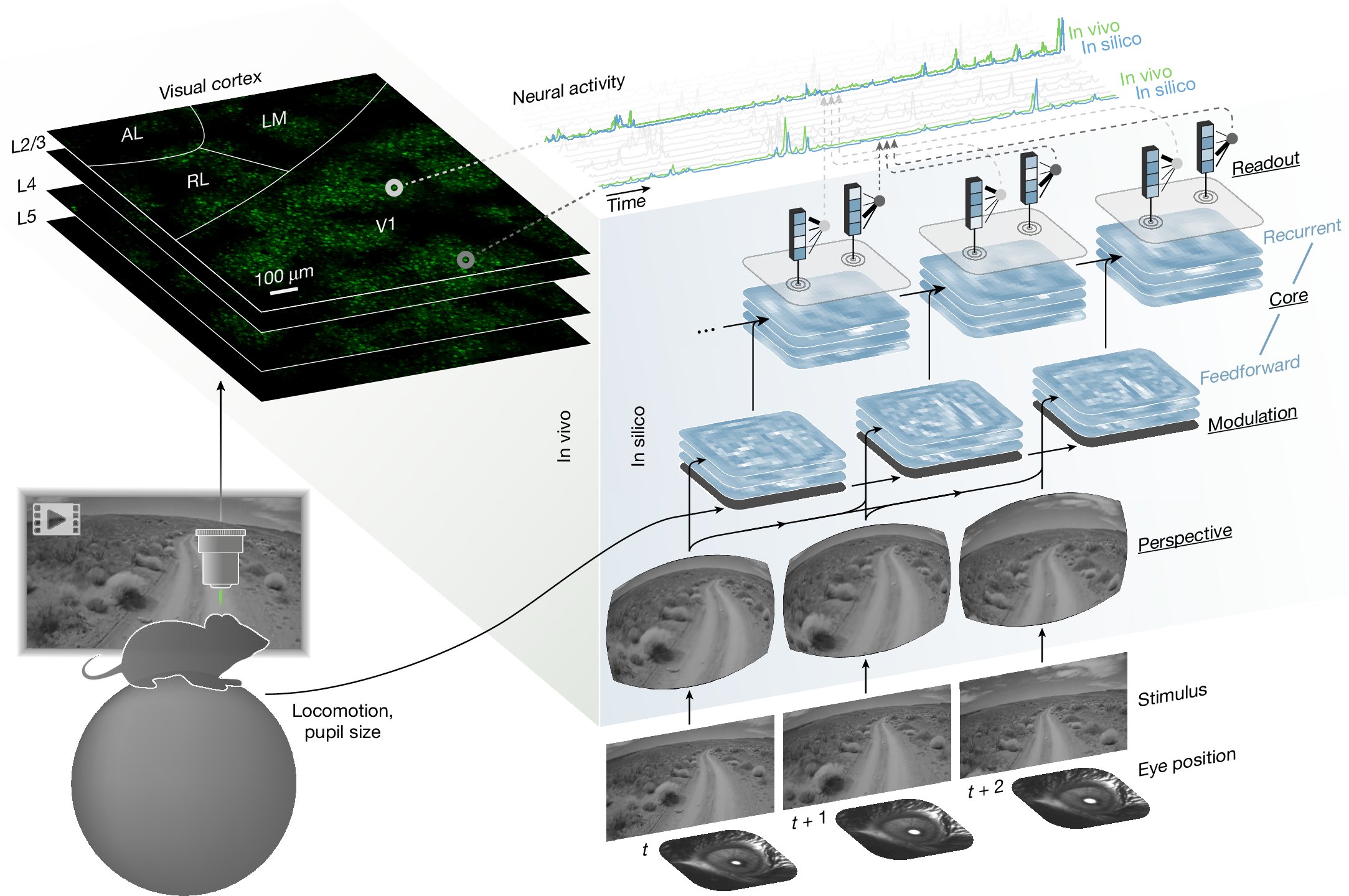 DeepLabCut's tweet card. Nature - A foundation model trained on neural activity of visual cortex from multiple mice accurately predicts responses to video stimuli and cell types, dendritic features and connectivity within...