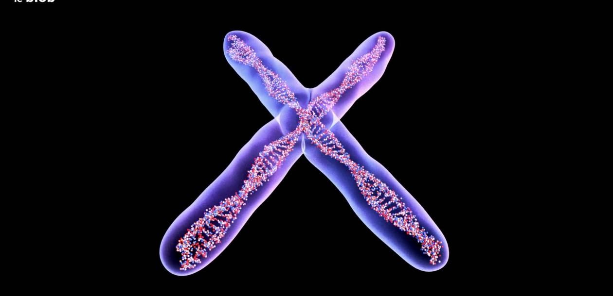 leblob_'s tweet card. On apprend à l’école que les femmes sont XX et les hommes XY. Mais ce que l’on sait moins, c’est qu’un des deux chromosomes X des femmes est systématiquement… éteint ! Pourquoi ? Comment fonctionne...