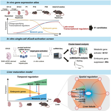 Dev_Cell's tweet card. The mechanisms by which hepatocytes acquire zonally controlled metabolic functions during maturation have remained elusive. Taguchi et al. reveal that Nr1i3 and Nfix drive pericentral hepatic...