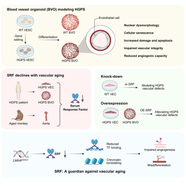 Dev_Cell's tweet card. Sun et al. establish a human vascular organoid model of Hutchinson-Gilford progeria syndrome, revealing SRF repression as a driver of vascular aging. Restoring SRF rescues endothelial dysfunction,...