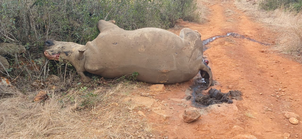 jacobkotze's tweet card. Two rhinos killed and one injured near Paulpietersburg as poaching crisis intensifies.