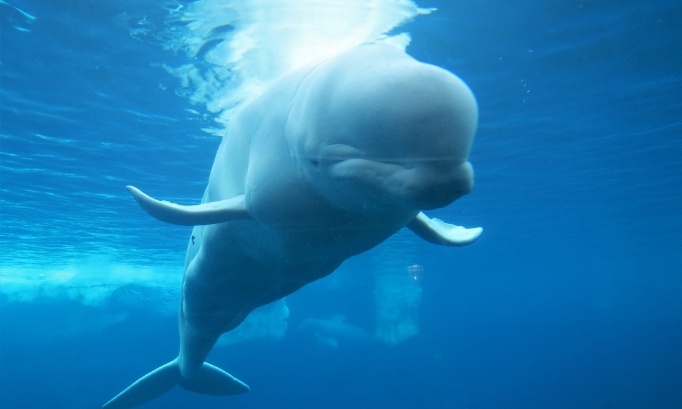 BouletFrbt's tweet card. Animaux - Signez la pétition : La dernière bataille : sauver les bélugas de Marineland de l'exploitation et de l'euthanasie !