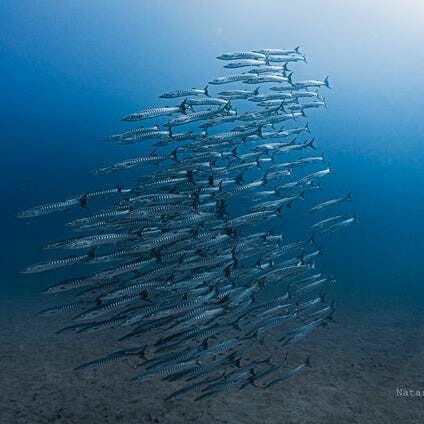 koolie25's tweet card. The failure of the Gulf of Panama’s seasonal upwelling system has left scientists wondering what happens next.