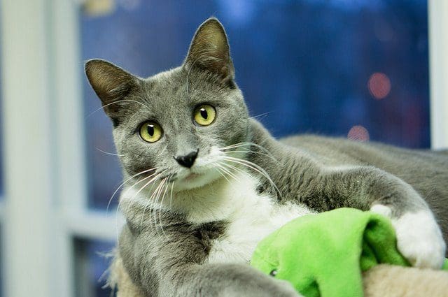 stevedalepets's tweet card. Steve Dale, WGN Radio with Dr. Tammy Grubb and identifying cats in pain and Solensia; Dr. Meg Herron on cat introductions and Gwen Cooper