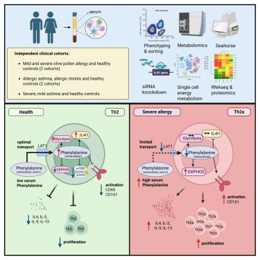 CellRepMed's tweet card. Kulkarni et al. show that L-phenylalanine reprograms energy metabolism and restrains growth and differentiation of human Th2 cells. Patients with severe allergic diseases feature reduced L-phenylal...