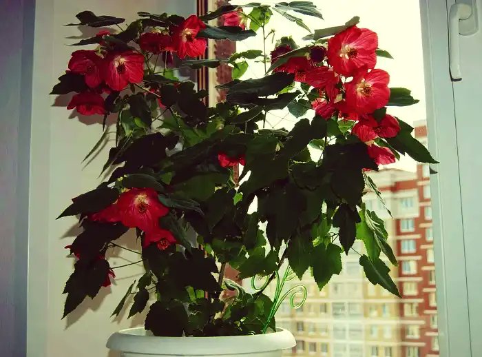 and7521925's tweet card. Абутилон комнатный - это прекрасное растение для дома. Узнайте секреты его ухода и размножения в домашних условиях для успешного роста.