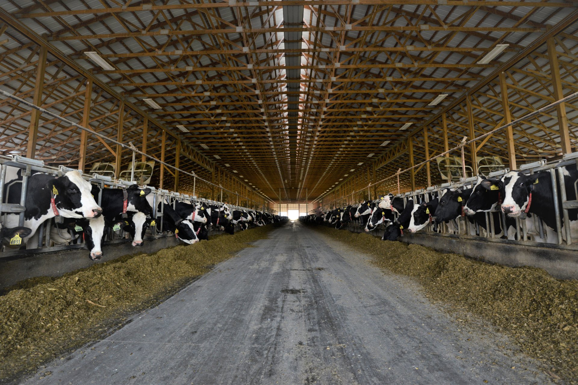 LelyAtlantic's tweet card. Lely Dairy XL consists of a team of specialists with extensive experience in setting up and managing large dairy farms. Discover the experiences of Dairy XL users worldwide.