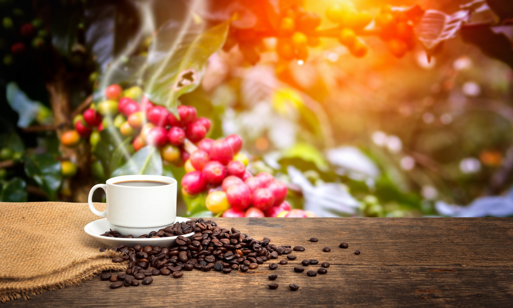 JavaPodz's tweet card. A new study by the Wildlife Conservation Society, Princeton University and the University of Wisconsin-Madison has shown coffee cultivation is moving in a direction that may be bad for birds.