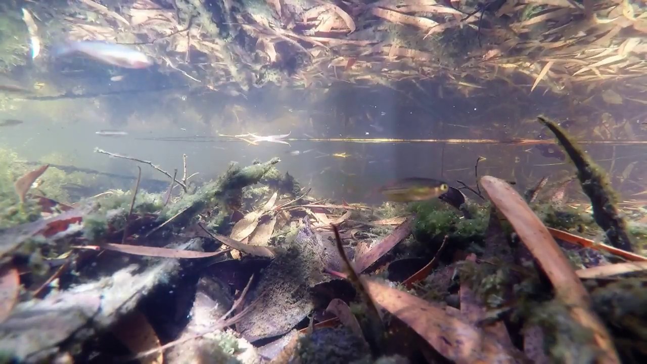 Small_and_Fishy's tweet card. Running River Rainbowfish a few days after release