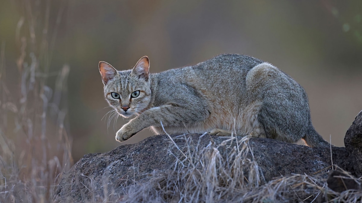 CCB_BBCTech's tweet card. A new study overturns previous findings that domestic cats originated thousands of years earlier.