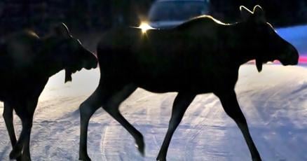 thestarcalgary's tweet card. EDMONTON - A motorcycle rider has died after police believe he crashed into a moose east of Edmonton.