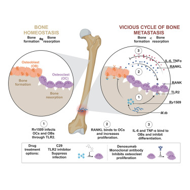 iScience_CP's tweet card. Natural sciences; Biological sciences; Biochemistry; Physiology; Immunology; Microbiology